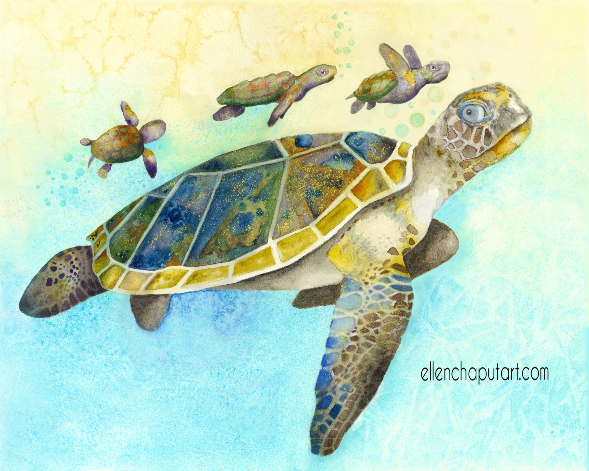 Sea Turtles