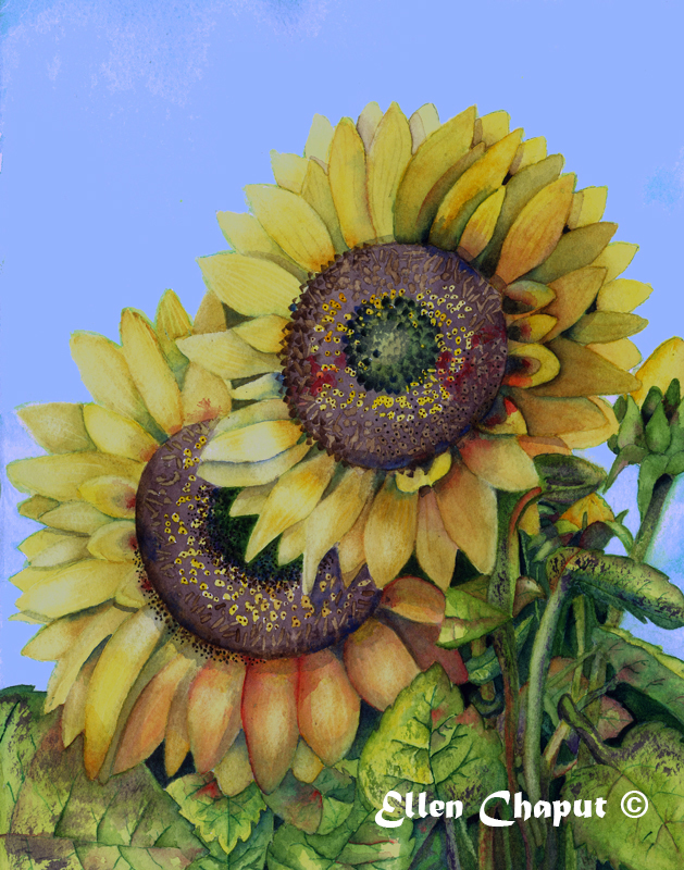 Sunflowers